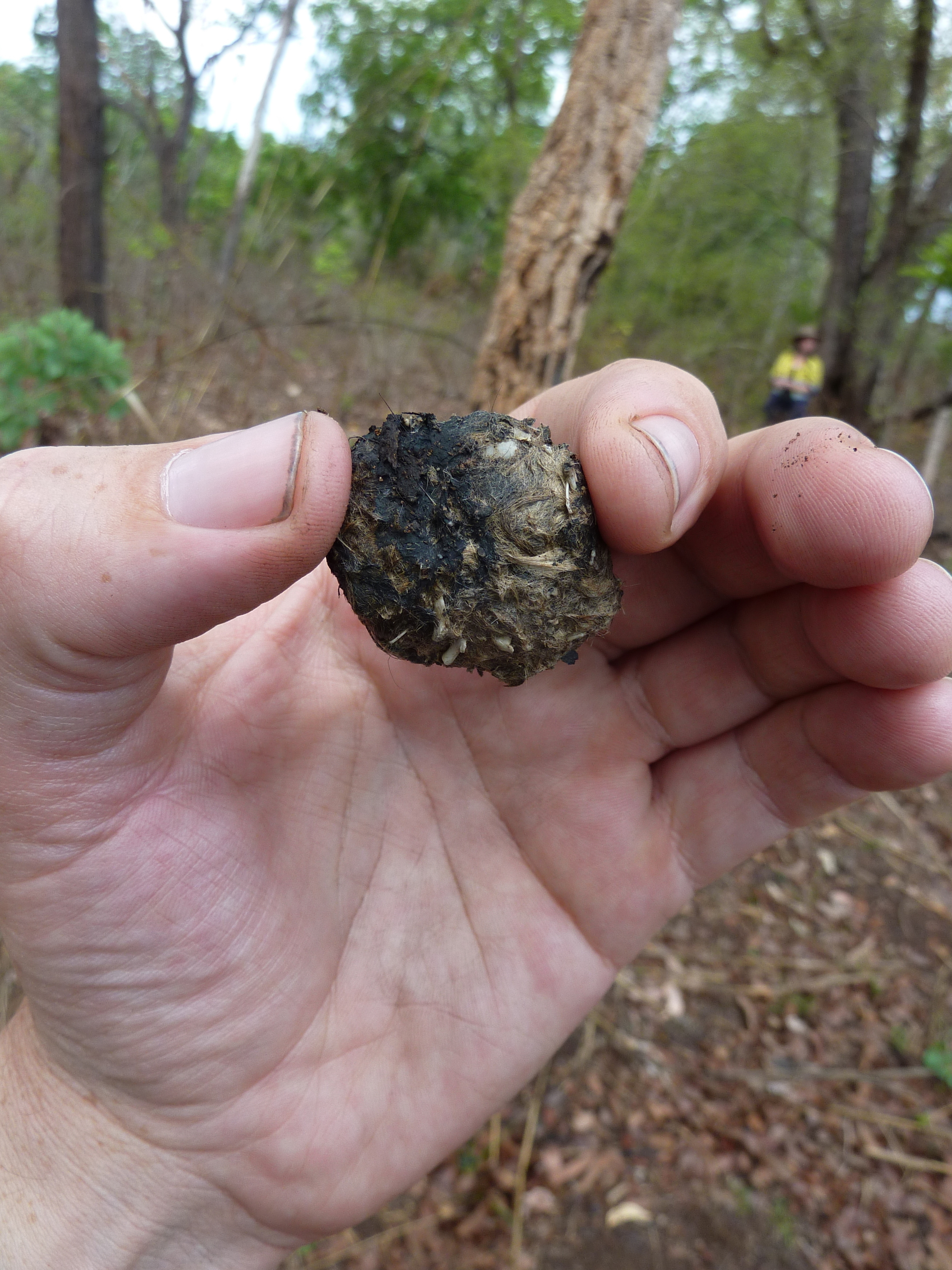 Owl Pellets: what are they and what can they teach us? — The Grip